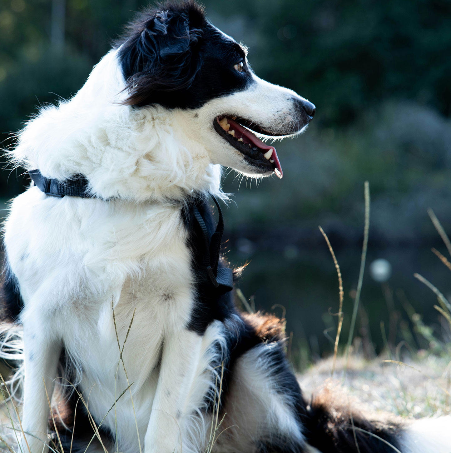 atlantic sheepdogs Family