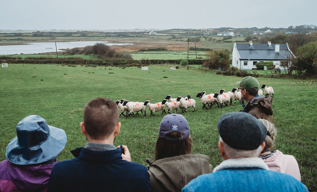 people watching sheep and beautiful landscape